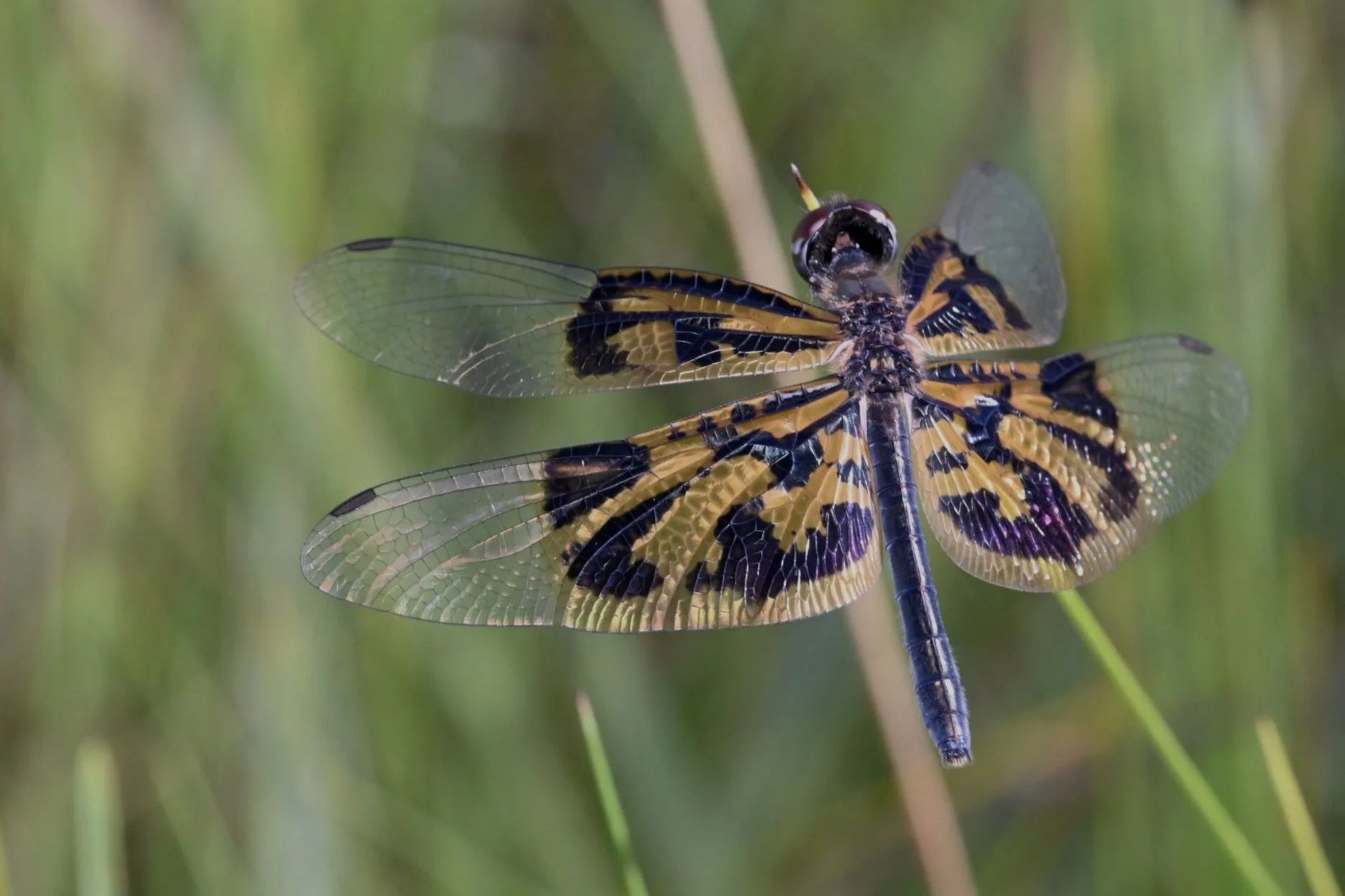 Specie ignote: fauna e habitat remoti dell’Angola osservati durante il Cassai Life Atlas, con macrofotografie e paesaggi di una frontiera scientifica ancora da esplorare
