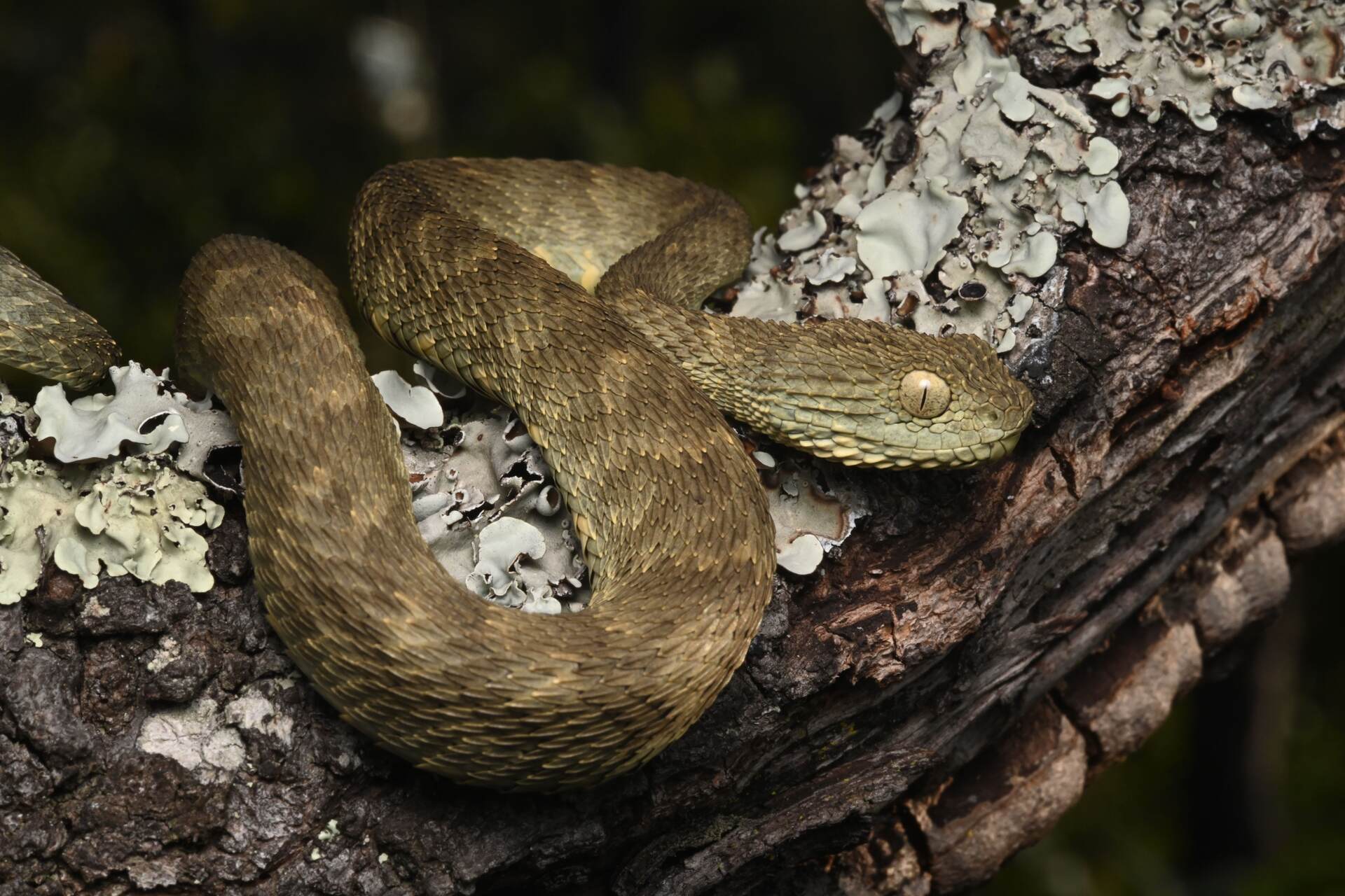 Specie ignote: fauna e habitat remoti dell’Angola osservati durante il Cassai Life Atlas, con macrofotografie e paesaggi di una frontiera scientifica ancora da esplorare