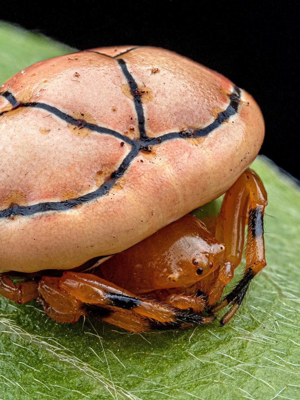 Specie ignote: immagini della biodiversità nascosta dell’altopiano di Lisima, tra insetti, aracnidi, rettili e corsi d’acqua che alimentano grandi bacini africani