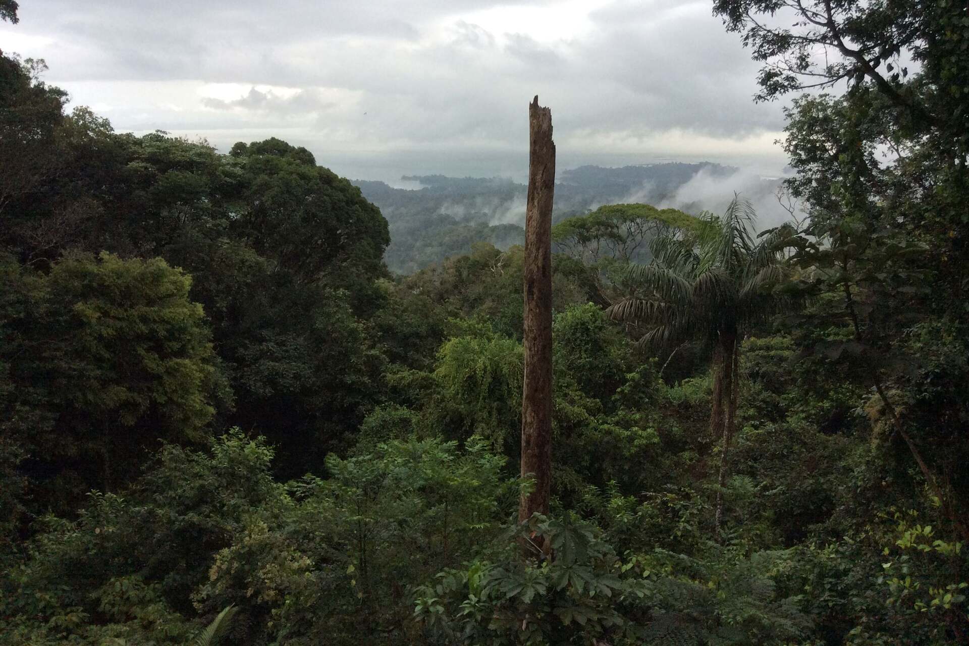 Oro illegale: vista aerea della foresta tropicale del Suriname mostra l’impatto dell’estrazione aurifera su biodiversità, paesaggio e aree protette, tra radure minerarie e vie nella giungla amazzonica