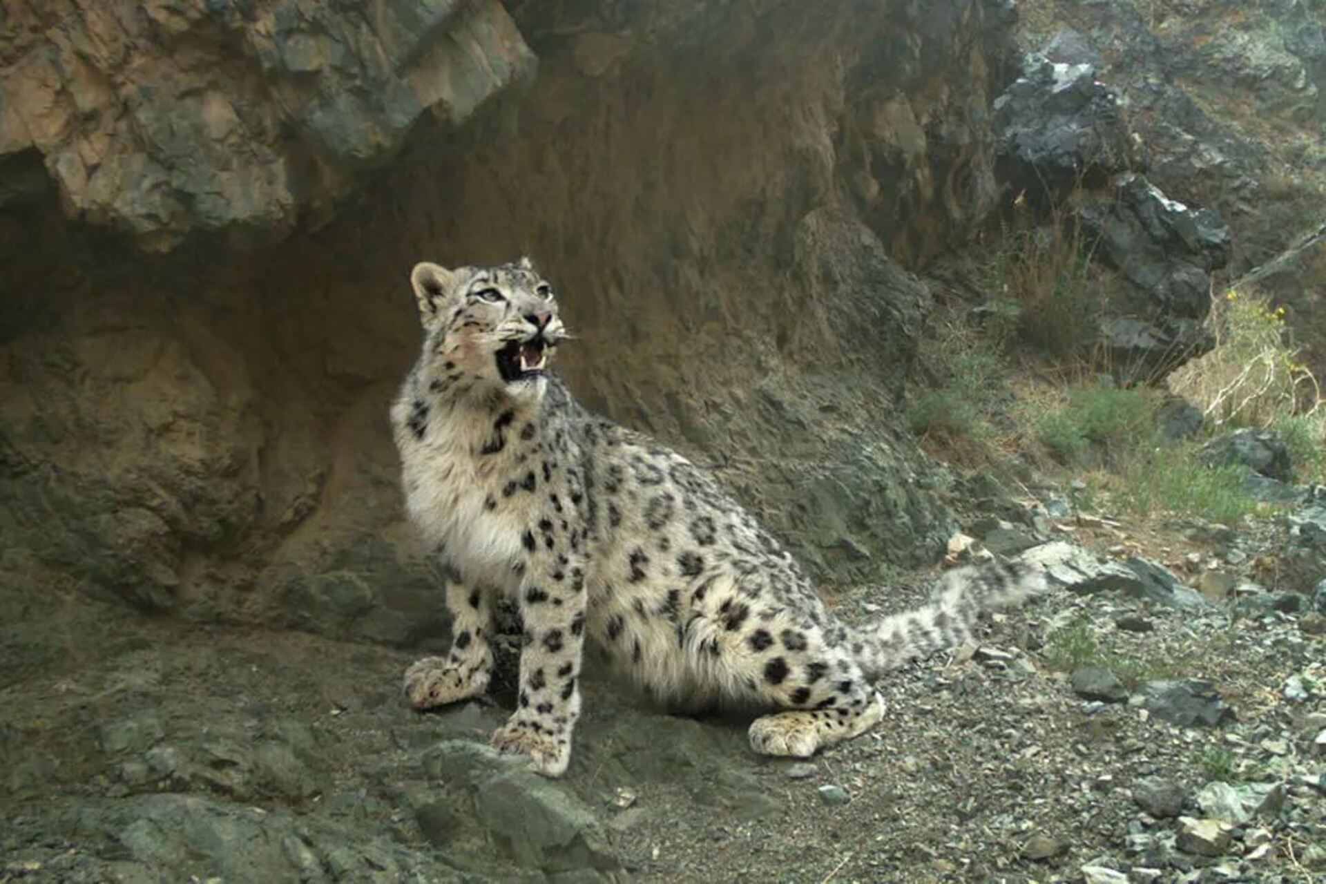 Monti Tost nel deserto mongolo, habitat remoto dei leopardi delle nevi e di altre specie alpine, fra rocce, steppe aride e montagne dell’Ömnögovi in Mongolia