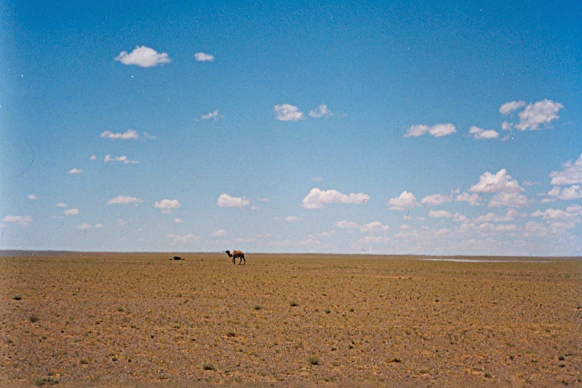 Monti Tost in Mongolia, paesaggio roccioso del Gobi meridionale dove i leopardi delle nevi vivono tra gole, pascoli aridi e rilievi isolati monitorati dai ricercatori