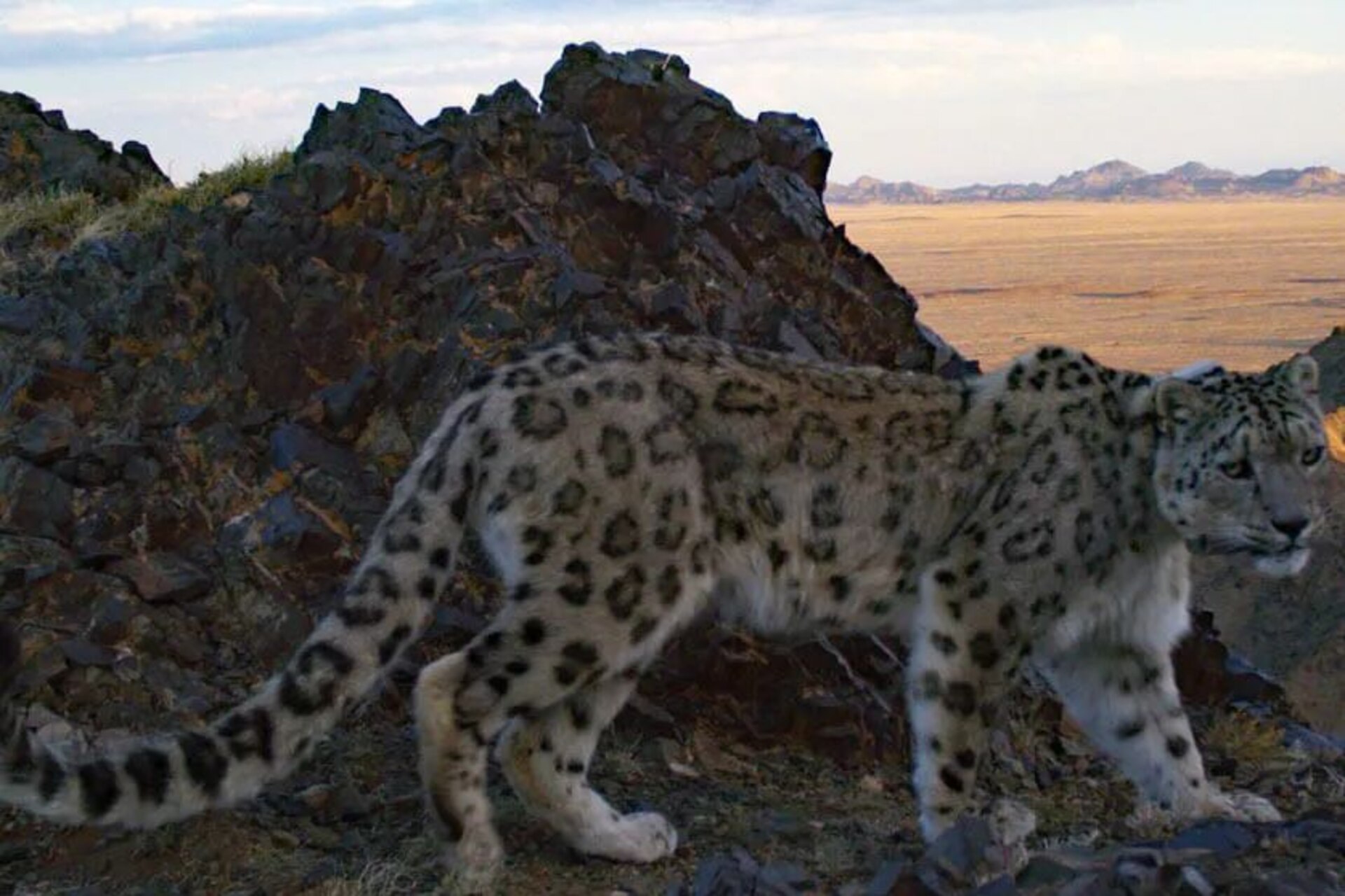 Monti Tost in Mongolia, paesaggio roccioso del Gobi meridionale dove i leopardi delle nevi vivono tra gole, pascoli aridi e rilievi isolati monitorati dai ricercatori