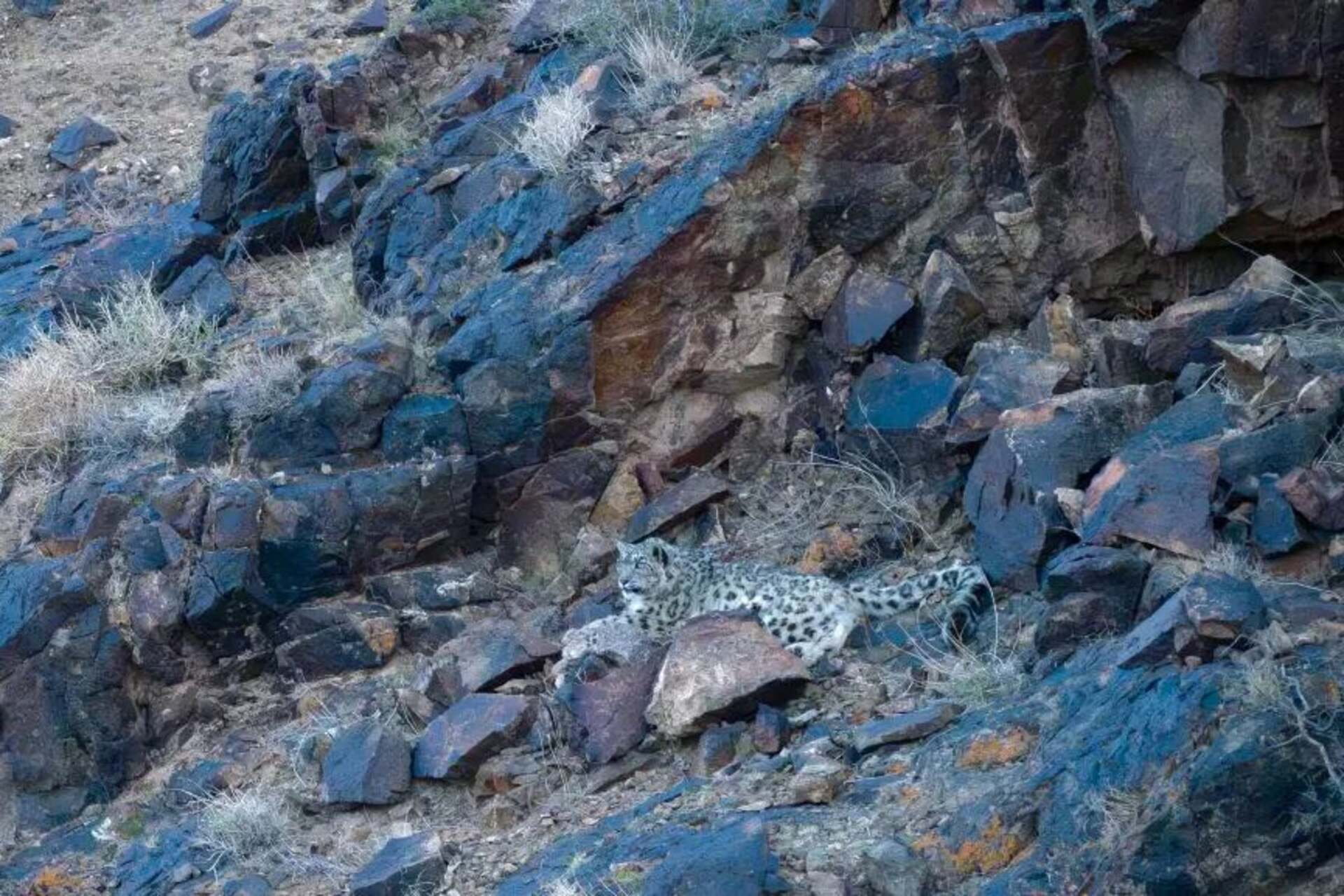 Monti Tost, catena montuosa del Gobi mongolo e rifugio dei felini delle nevi, osservata dai ricercatori per studiare biodiversità, habitat e conservazione in Mongolia