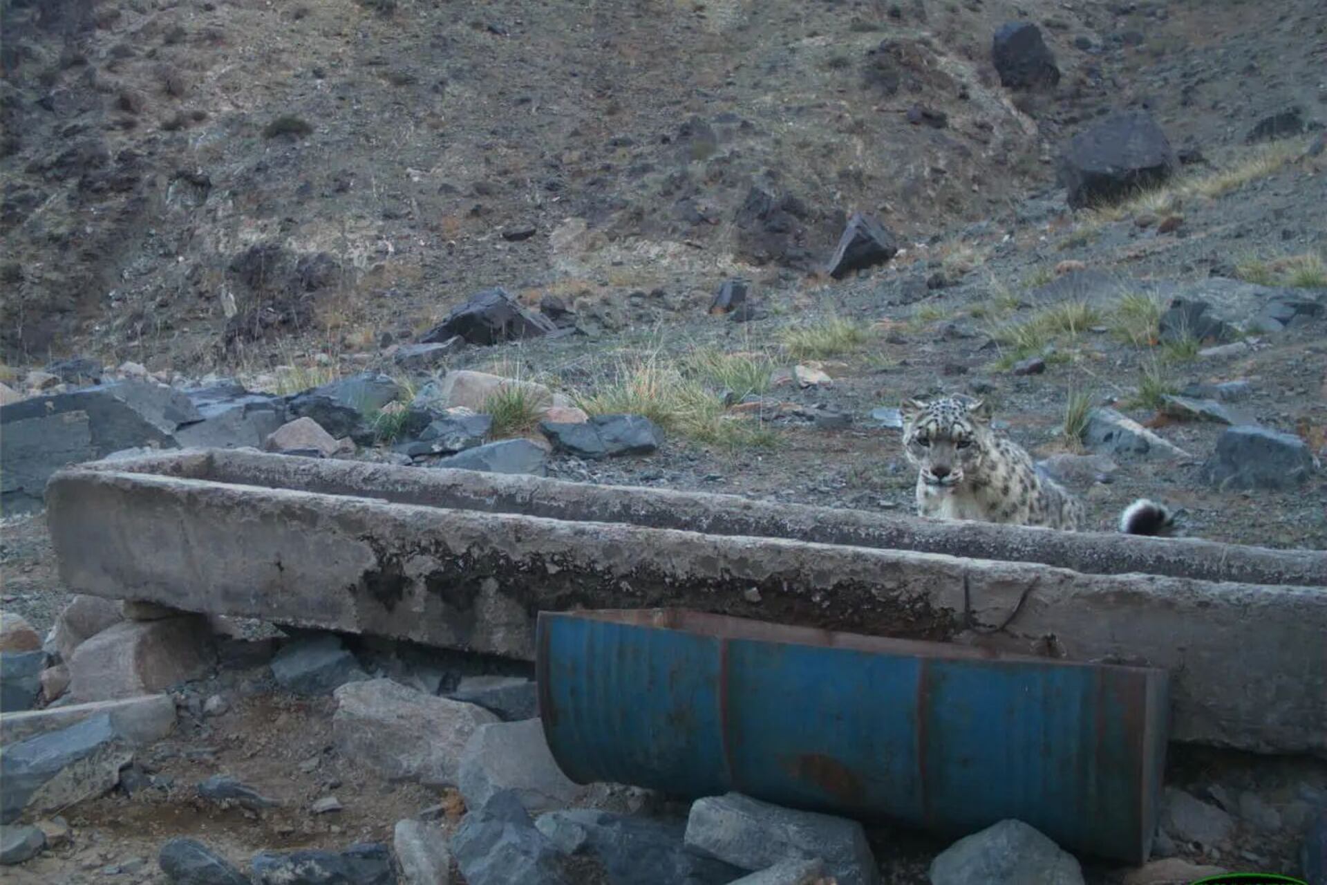 Monti Tost, catena montuosa del Gobi mongolo e rifugio dei felini delle nevi, osservata dai ricercatori per studiare biodiversità, habitat e conservazione in Mongolia