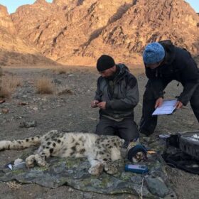 Monti Tost, catena montuosa del Gobi mongolo e rifugio dei felini delle nevi, osservata dai ricercatori per studiare biodiversità, habitat e conservazione in Mongolia