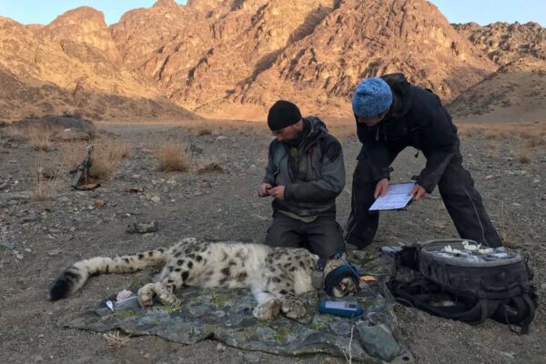 Monti Tost, catena montuosa del Gobi mongolo e rifugio dei felini delle nevi, osservata dai ricercatori per studiare biodiversità, habitat e conservazione in Mongolia