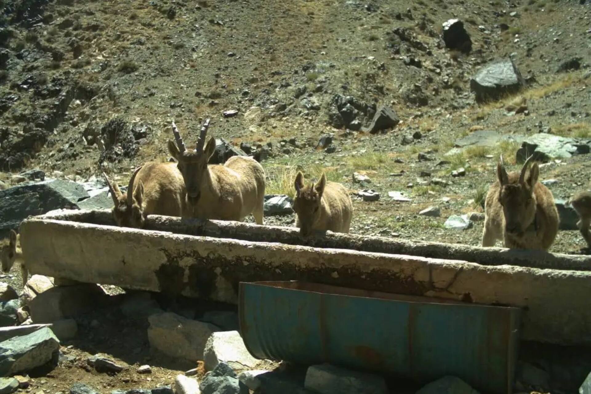 Monti Tost nella Mongolia meridionale, territorio selvaggio del Gobi dove i leopardi delle nevi si mimetizzano tra pareti rocciose, valli secche e pascoli d’alta quota