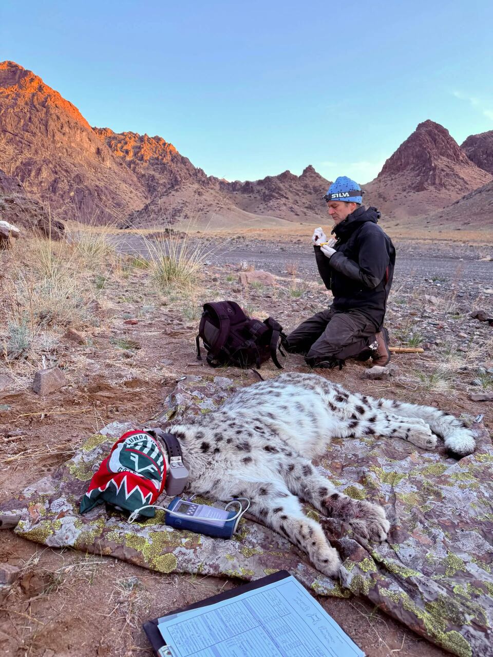 Monti Tost nella Mongolia meridionale, territorio selvaggio del Gobi dove i leopardi delle nevi si mimetizzano tra pareti rocciose, valli secche e pascoli d’alta quota