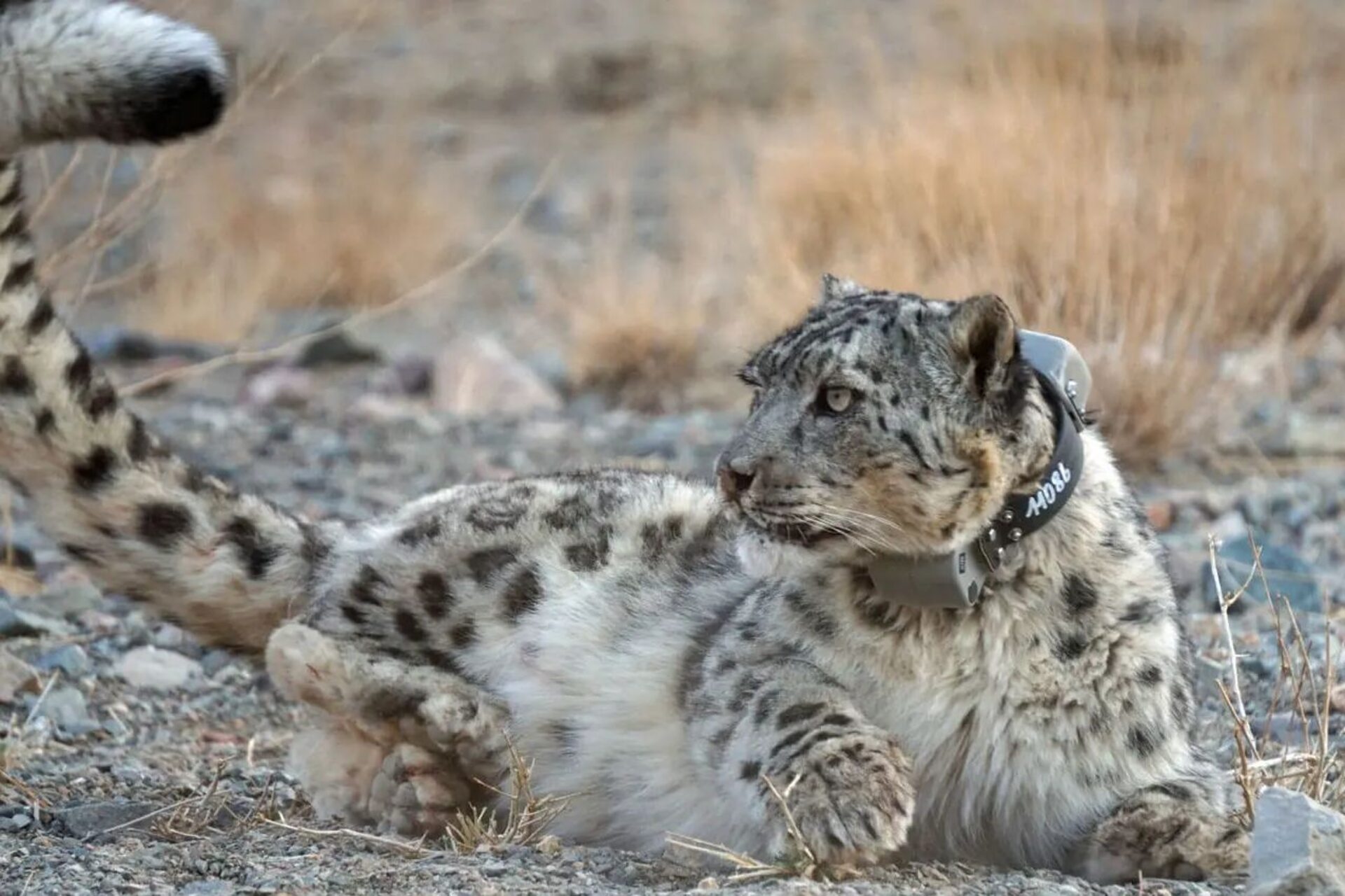 Monti Tost nella Mongolia meridionale, territorio selvaggio del Gobi dove i leopardi delle nevi si mimetizzano tra pareti rocciose, valli secche e pascoli d’alta quota