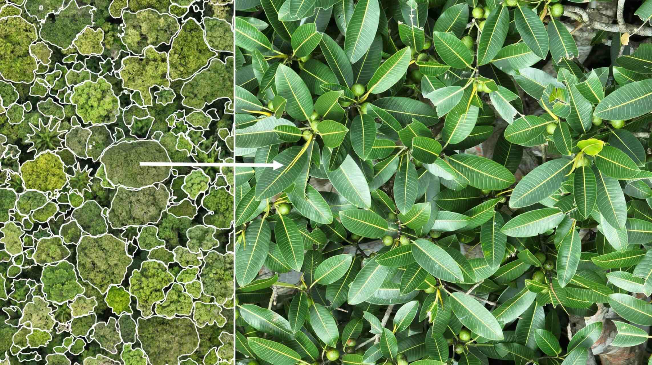 Yaguas: paesaggio remoto dell’Amazzonia peruviana con foresta tropicale, corsi d’acqua e attività di ricerca per raccogliere dati ambientali su ecosistemi, fauna e conservazione della natura