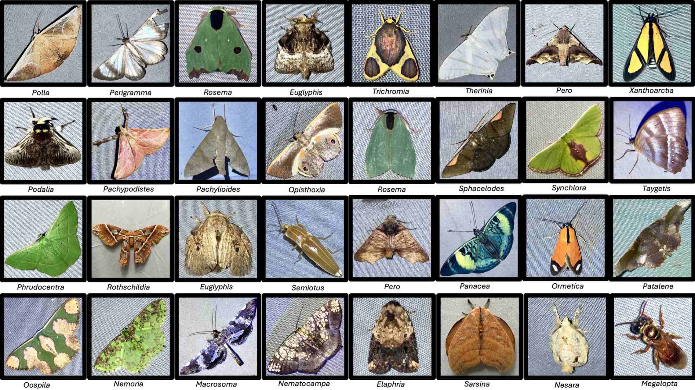 Yaguas: area naturale del Perù dove Intelligenza Artificiale, droni, fototrappole, bioacustica e DNA ambientale aiutano a monitorare specie, habitat e biodiversità tropicale nella foresta