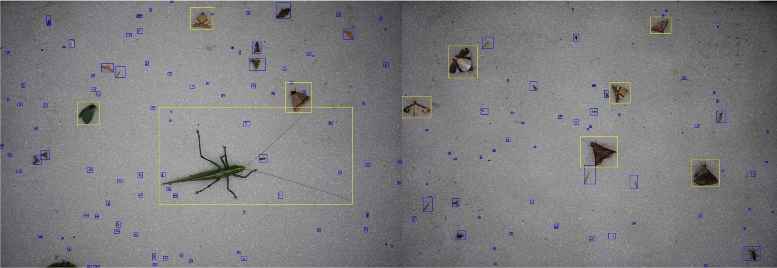 Yaguas: area naturale del Perù dove Intelligenza Artificiale, droni, fototrappole, bioacustica e DNA ambientale aiutano a monitorare specie, habitat e biodiversità tropicale nella foresta