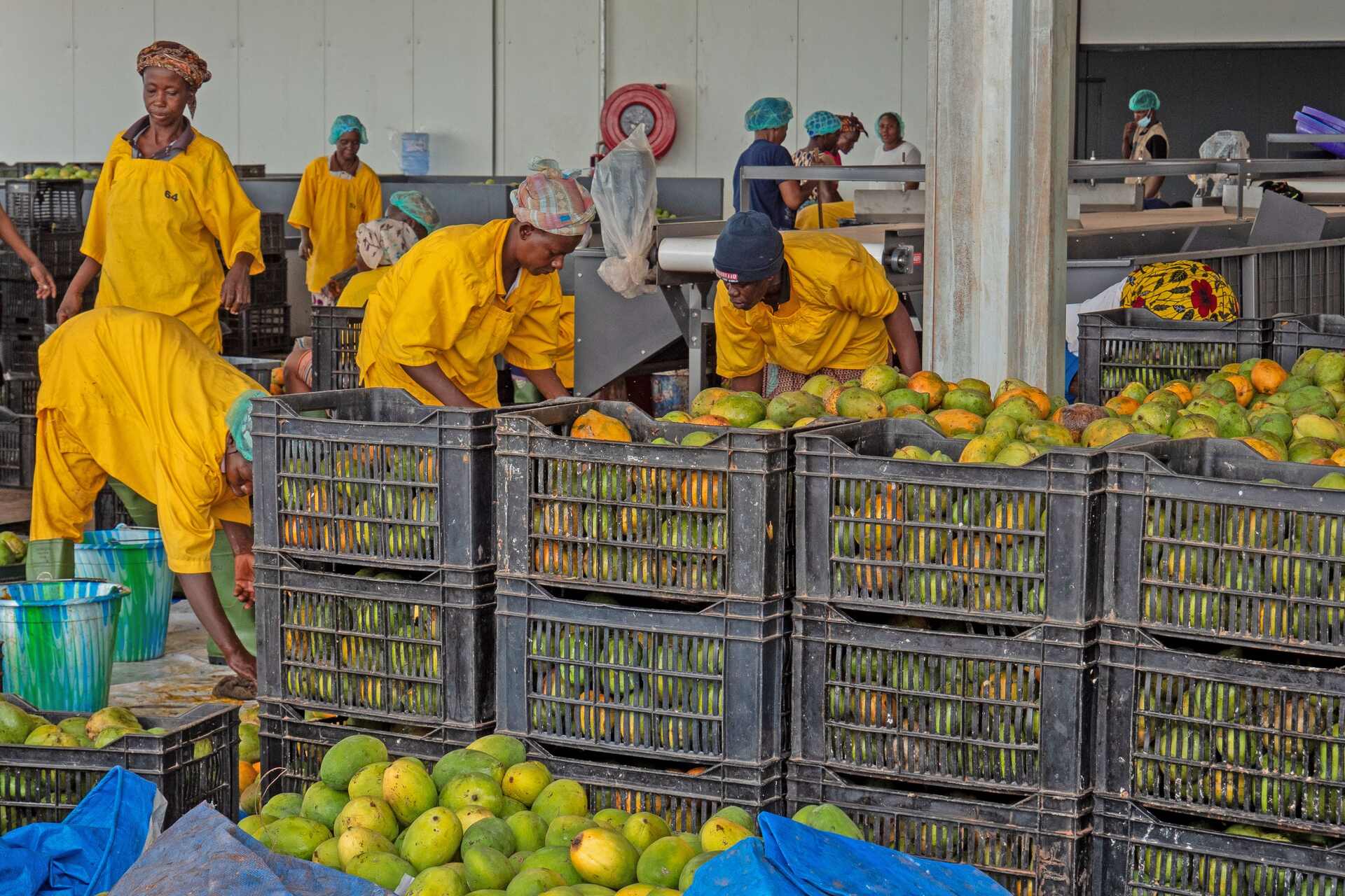 Gebana: lavoratori e rappresentanti partecipano all’inaugurazione della nuova fabbrica in Burkina Faso, dedicata alla trasformazione locale di anacardi e manghi biologici per il mercato