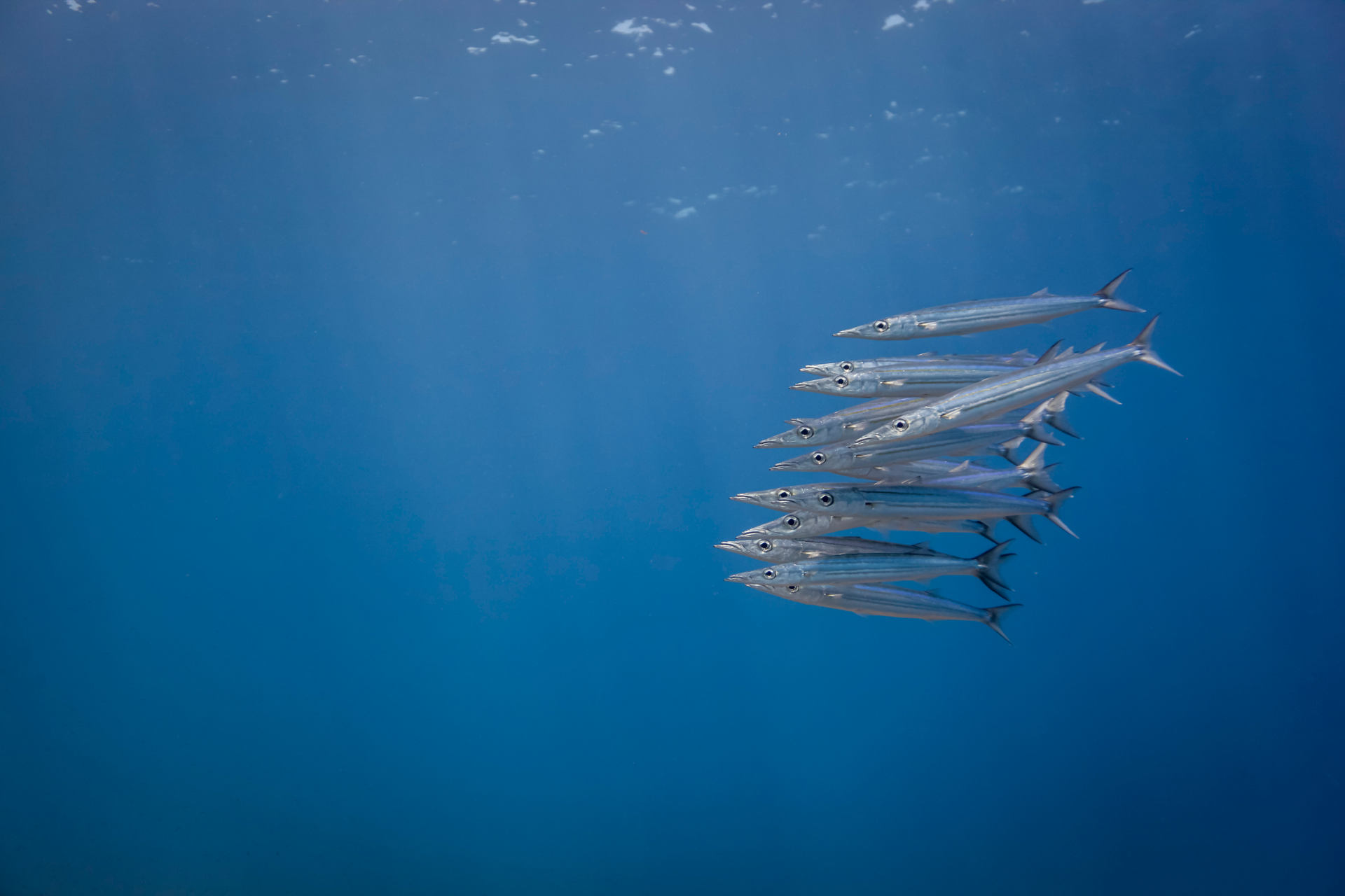 Oceani più acidi, sicurezza alimentare a rischio: lo studio
