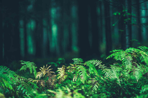 L'azoto e la respirazione delle foreste