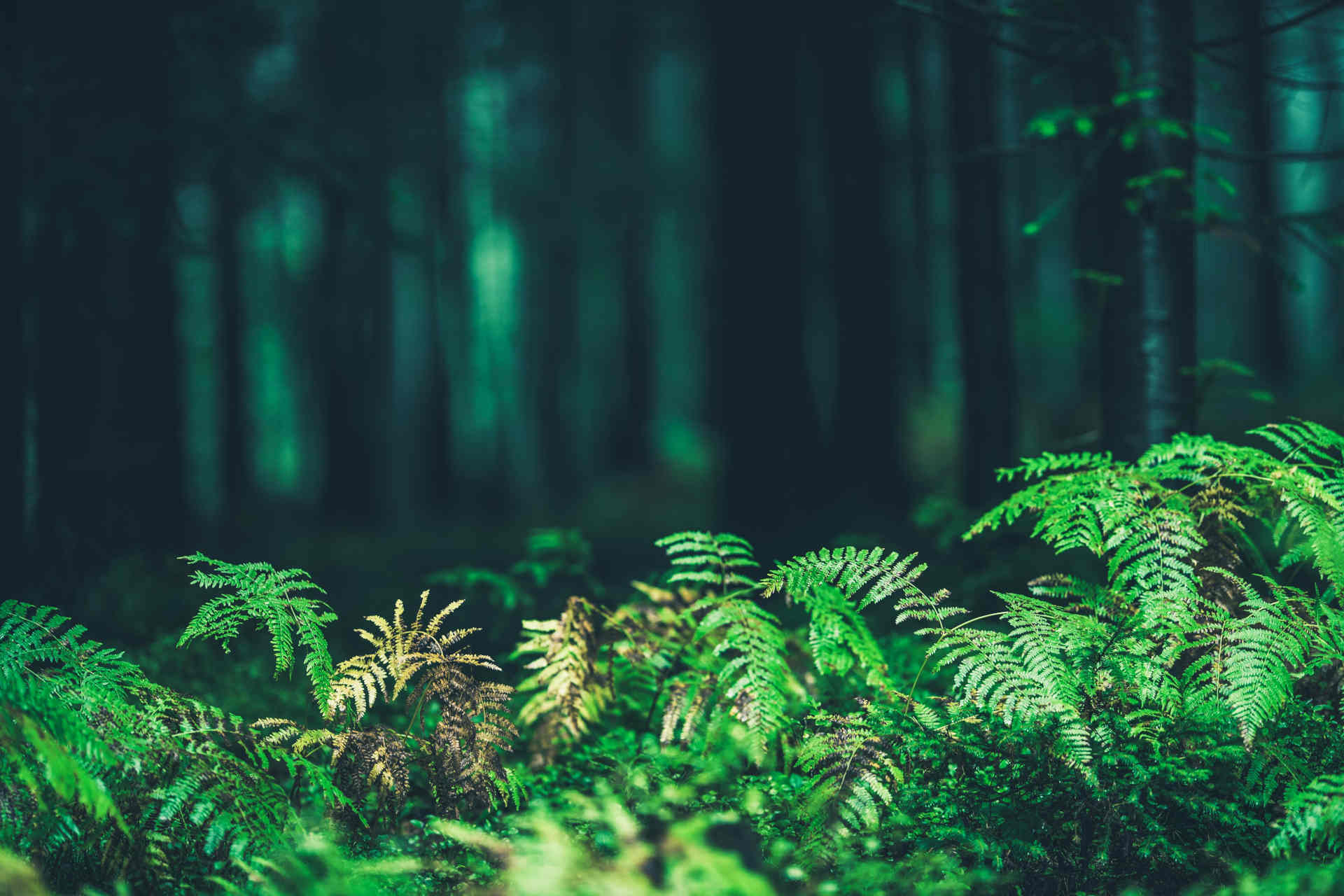 L'azoto e la respirazione delle foreste