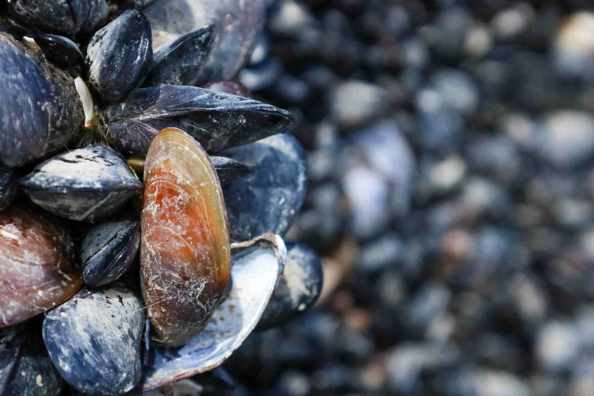La salute del mare e la sicurezza alimentare di miliardi di persone