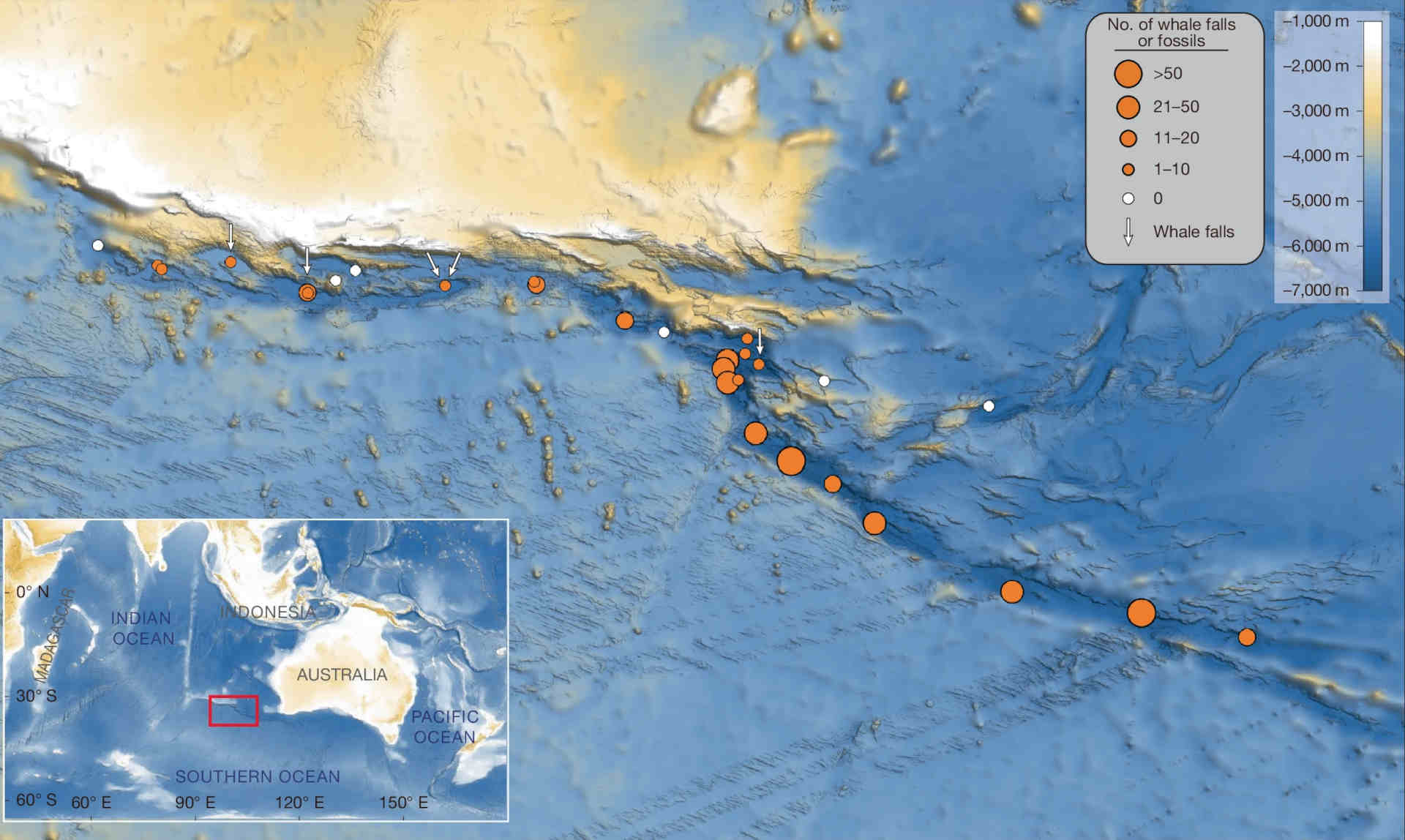 La mappa del più grande cimitero di balene mai scoperto