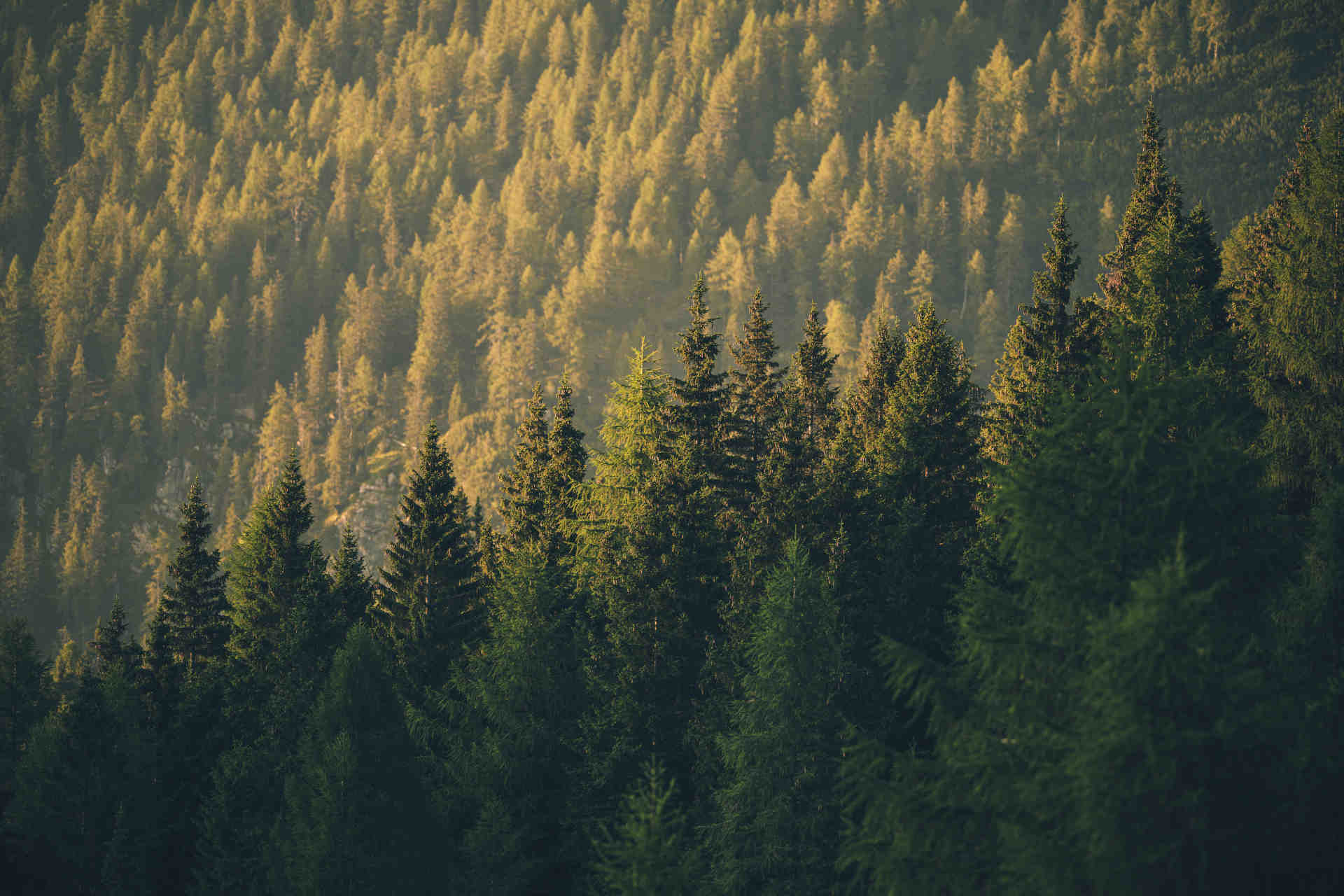 Foreste e inquinamento da azoto: lo studio