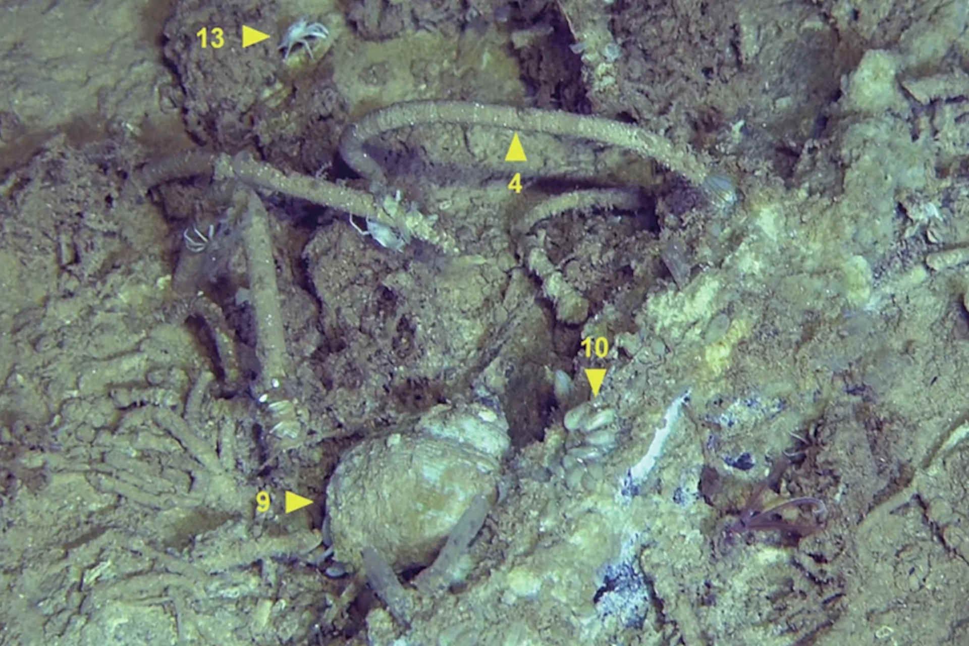 Scoperte centinaia di carcasse di balene, alcune hanno milioni di anni