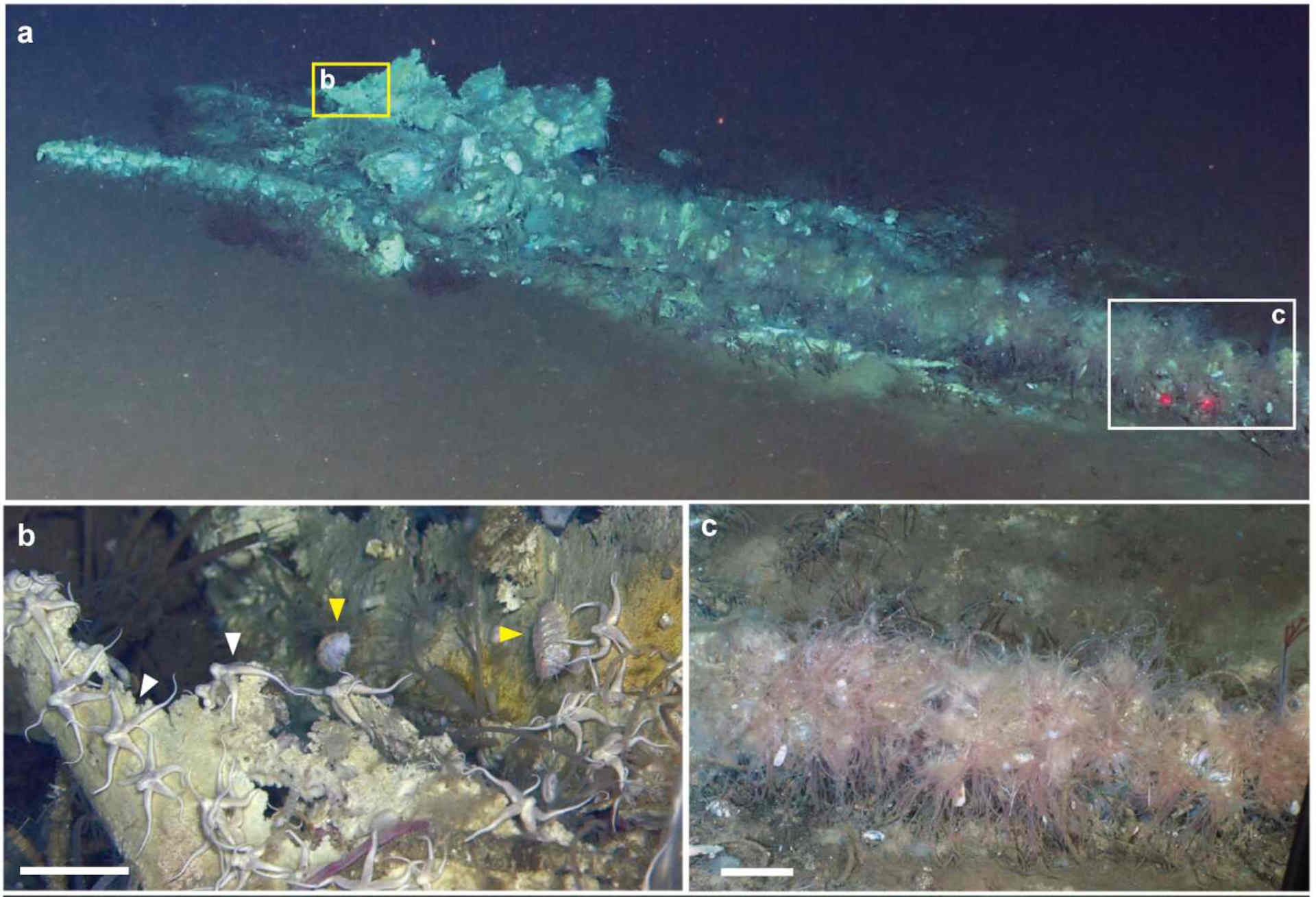 La necropoli di balene scoeprta in fondo all'oceano Indiano