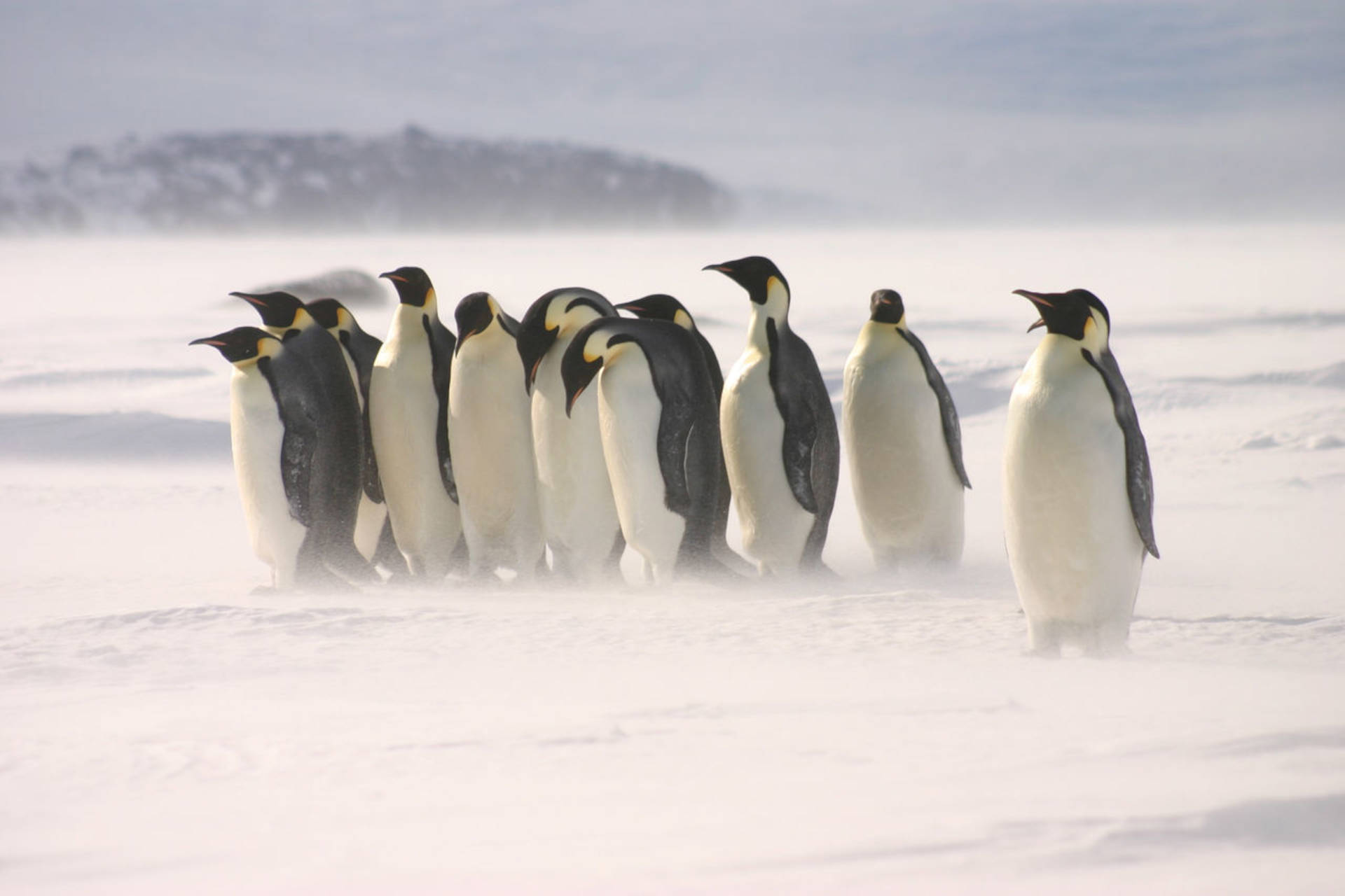Le tecnologie spaziali che possono aiutarci a tutelare i pinguini