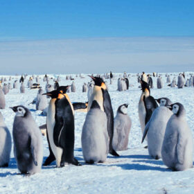 Finalmente possiamo osservare i pinguini durante l'inverno antartico