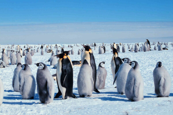 Finalmente possiamo osservare i pinguini durante l'inverno antartico