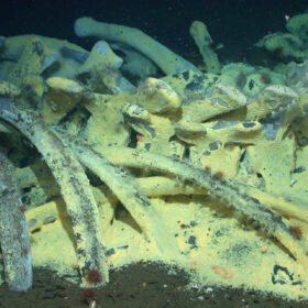 Scoperto un immenso cimitero di balene nell'oceano Indiano