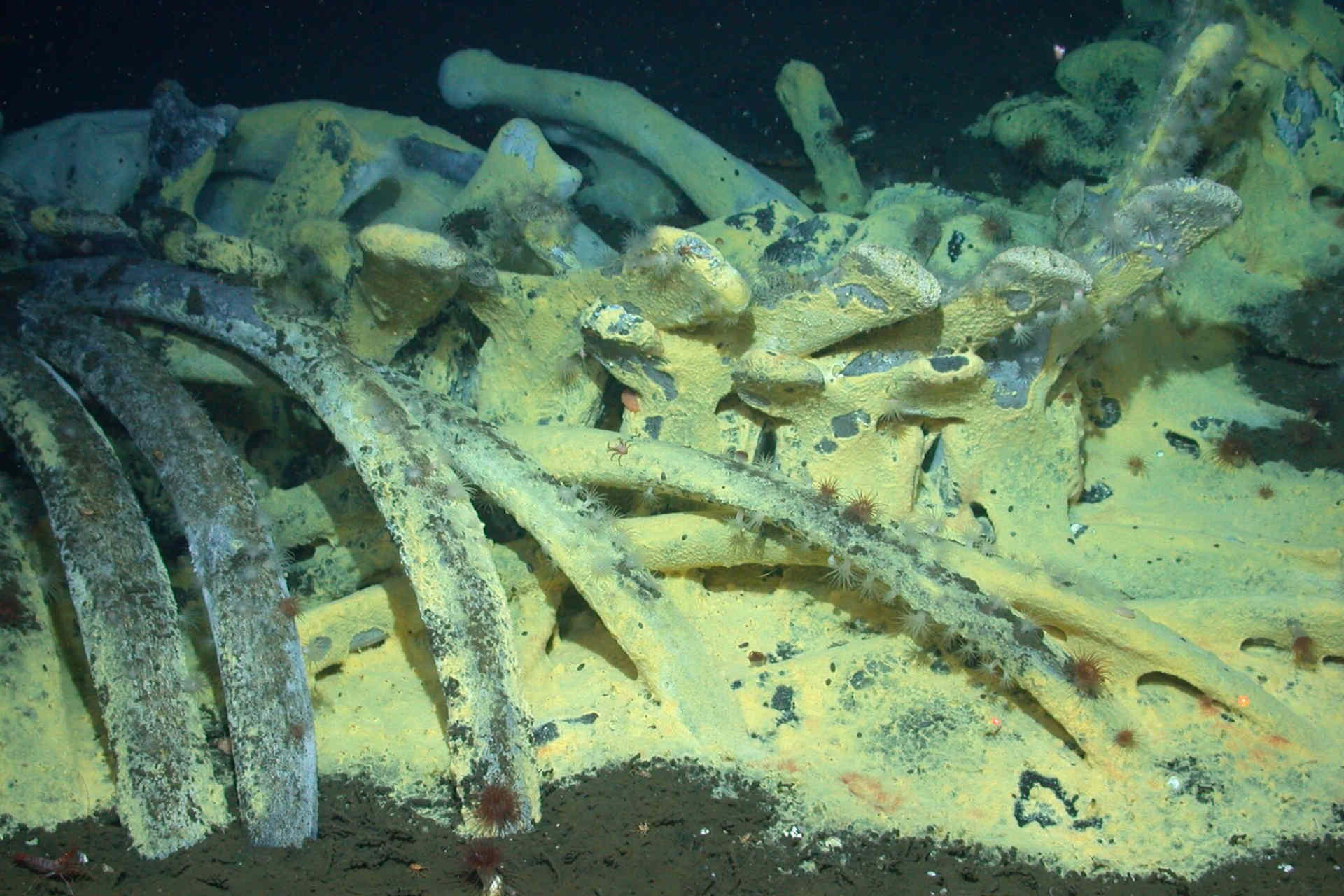 Negli abissi, la più grande necropoli di balene mai scoperta