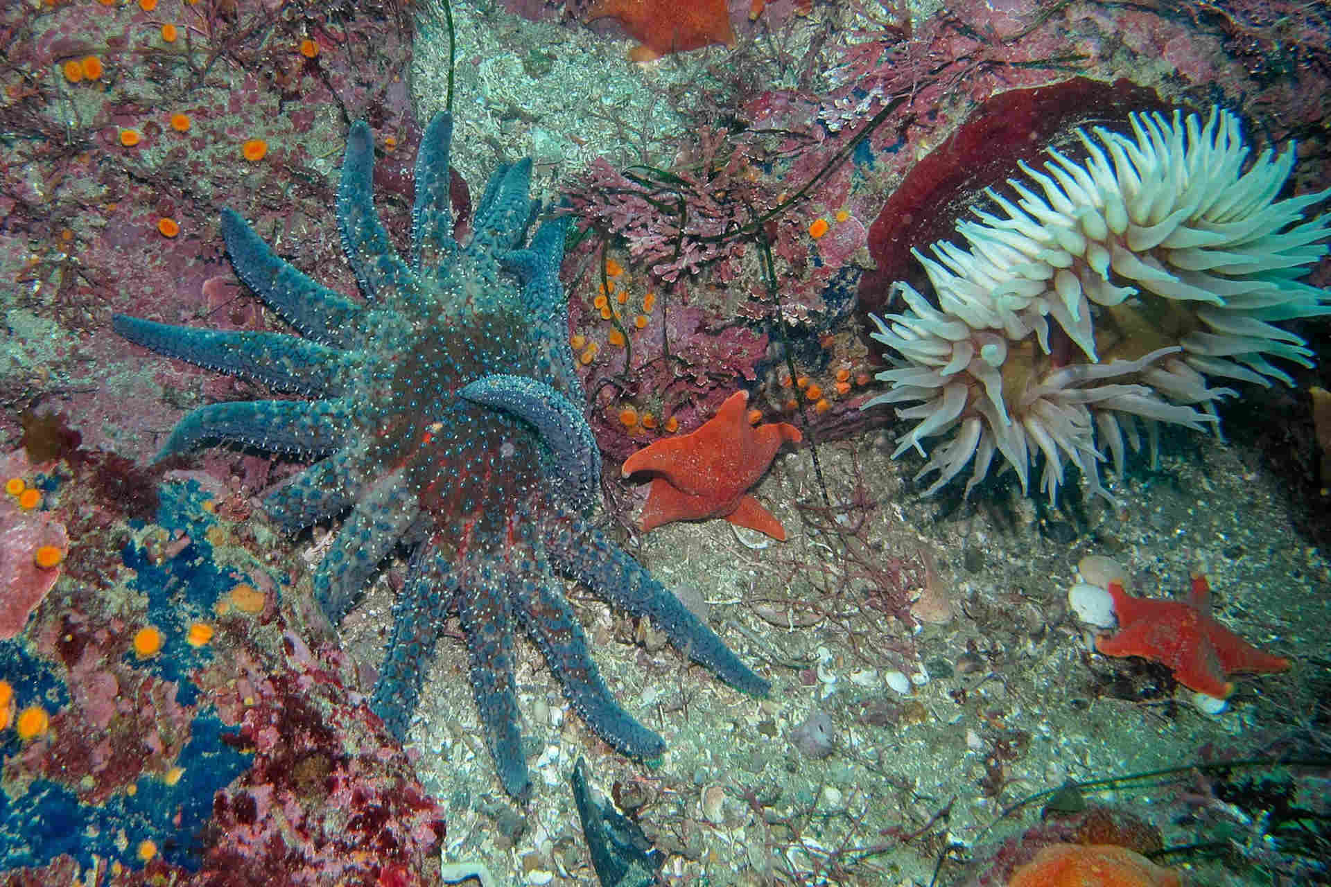 Stelle marine giganti scomparse e ritrovate
