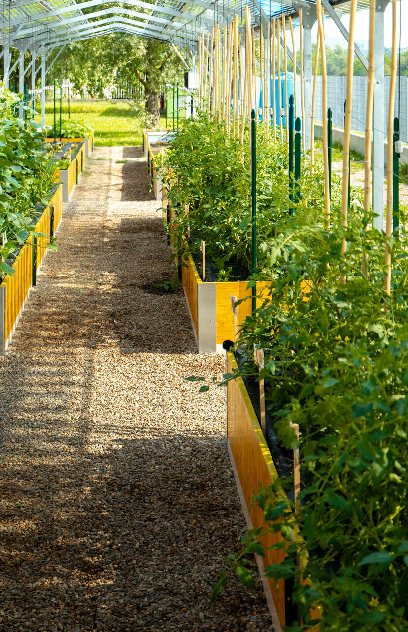 Agrivoltaico e orticoltura bioattiva: vista delle colture sotto la copertura fotovoltaica, con ortaggi in crescita e casse rialzate in un ambiente progettato per valorizzare suolo, luce naturale e risorse disponibili