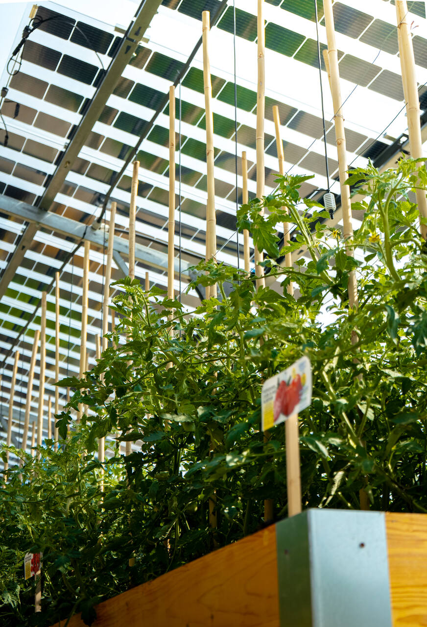 Agrivoltaico e orticoltura bioattiva: struttura con moduli solari sopra filari coltivati, percorsi centrali e sostegni per le piante, in un modello che unisce produzione energetica e produzione alimentare