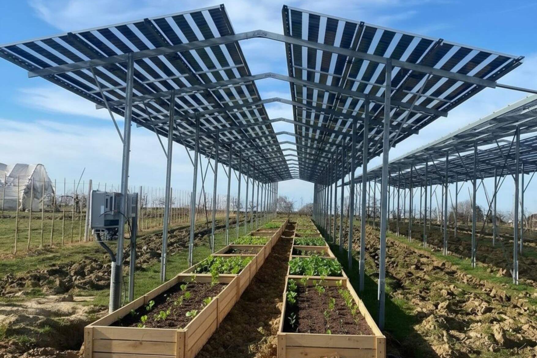 Agrivoltaico e orticoltura bioattiva: struttura con moduli solari sopra filari coltivati, percorsi centrali e sostegni per le piante, in un modello che unisce produzione energetica e produzione alimentare