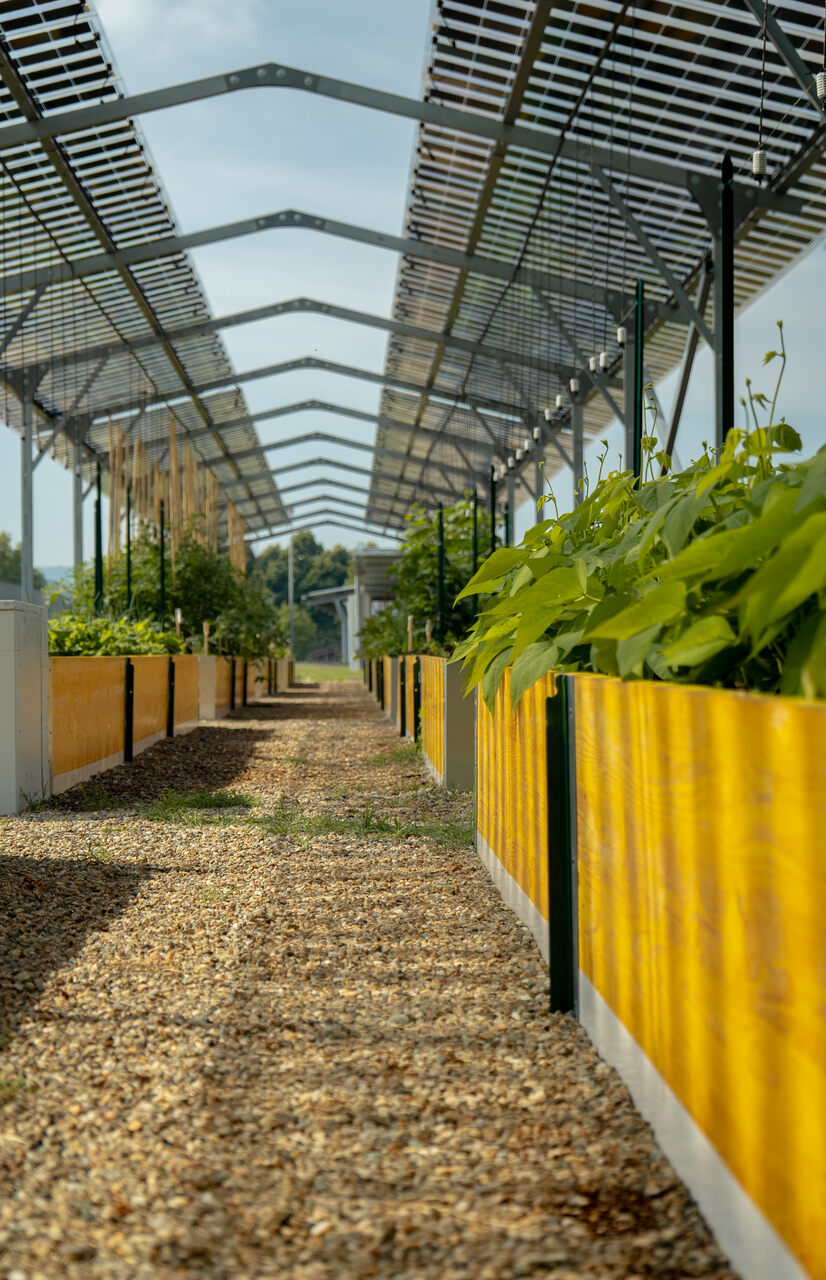 Agrivoltaico e orticoltura bioattiva: filari di pomodori, lattughe e altri ortaggi crescono sotto una struttura solare, in un progetto sperimentale dedicato alla convivenza tra agricoltura e produzione elettrica