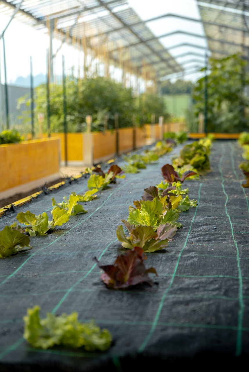 Agrivoltaico e orticoltura bioattiva: filari di pomodori, lattughe e altri ortaggi crescono sotto una struttura solare, in un progetto sperimentale dedicato alla convivenza tra agricoltura e produzione elettrica