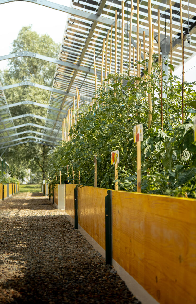 Agrivoltaico e orticoltura bioattiva: area dimostrativa con pannelli bifacciali, orti organizzati e sistemi di coltivazione innovativi pensati per combinare sostenibilità, efficienza e valorizzazione del territorio