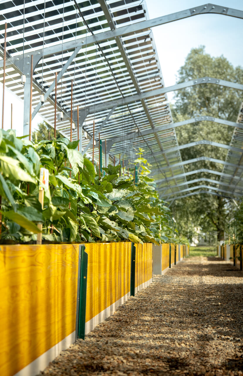 Agrivoltaico e orticoltura bioattiva: area dimostrativa con pannelli bifacciali, orti organizzati e sistemi di coltivazione innovativi pensati per combinare sostenibilità, efficienza e valorizzazione del territorio