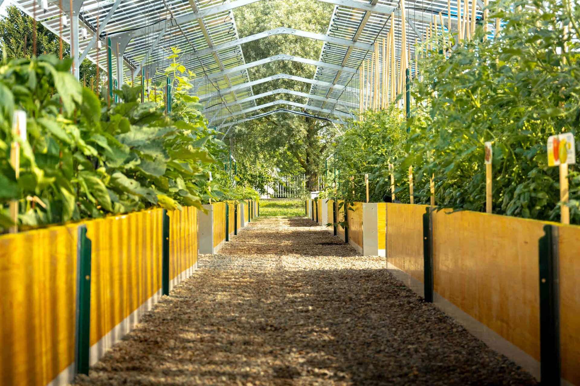 Agrivoltaico e orticoltura bioattiva: vista delle colture sotto la copertura fotovoltaica, con ortaggi in crescita e casse rialzate in un ambiente progettato per valorizzare suolo, luce naturale e risorse disponibili