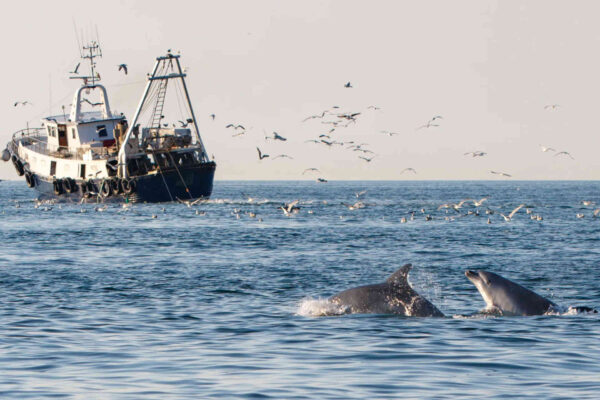 I delfini dell'Adriatico seguono i pescherecci per mangiare