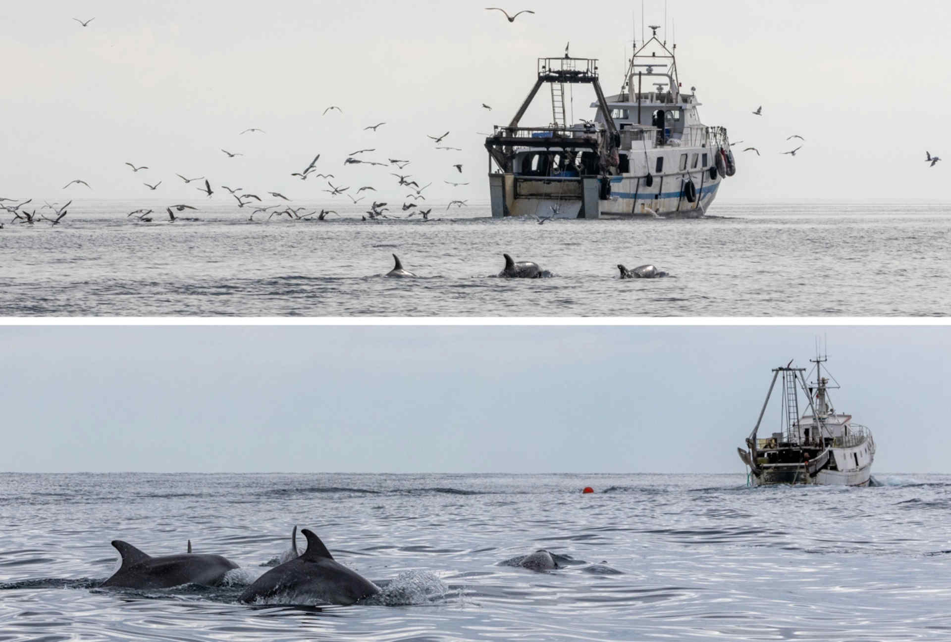 I delfini sono diventati scavenger: il caso nel Mar Adriatico