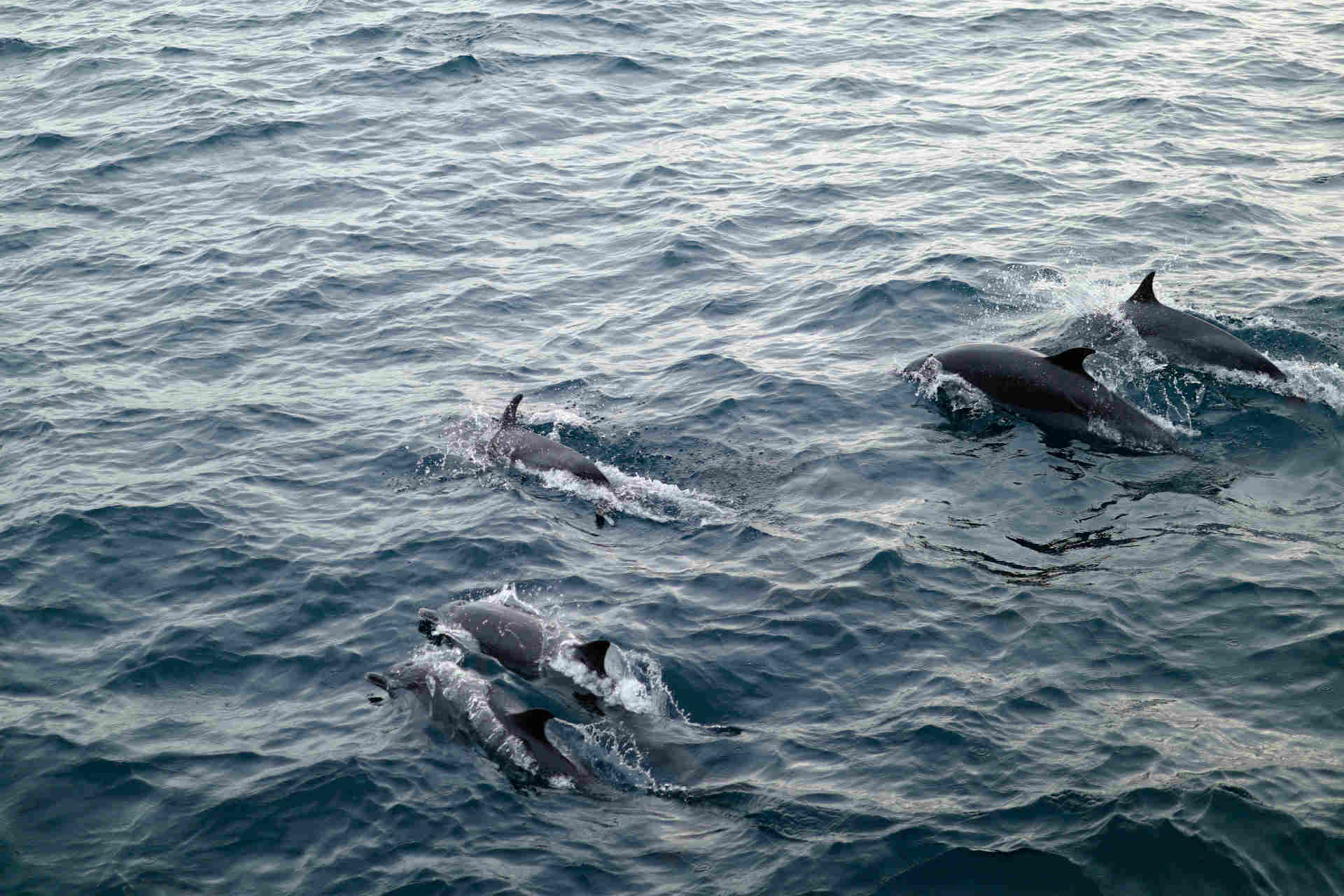 Delfini e pescherecci: un adattamento problematico