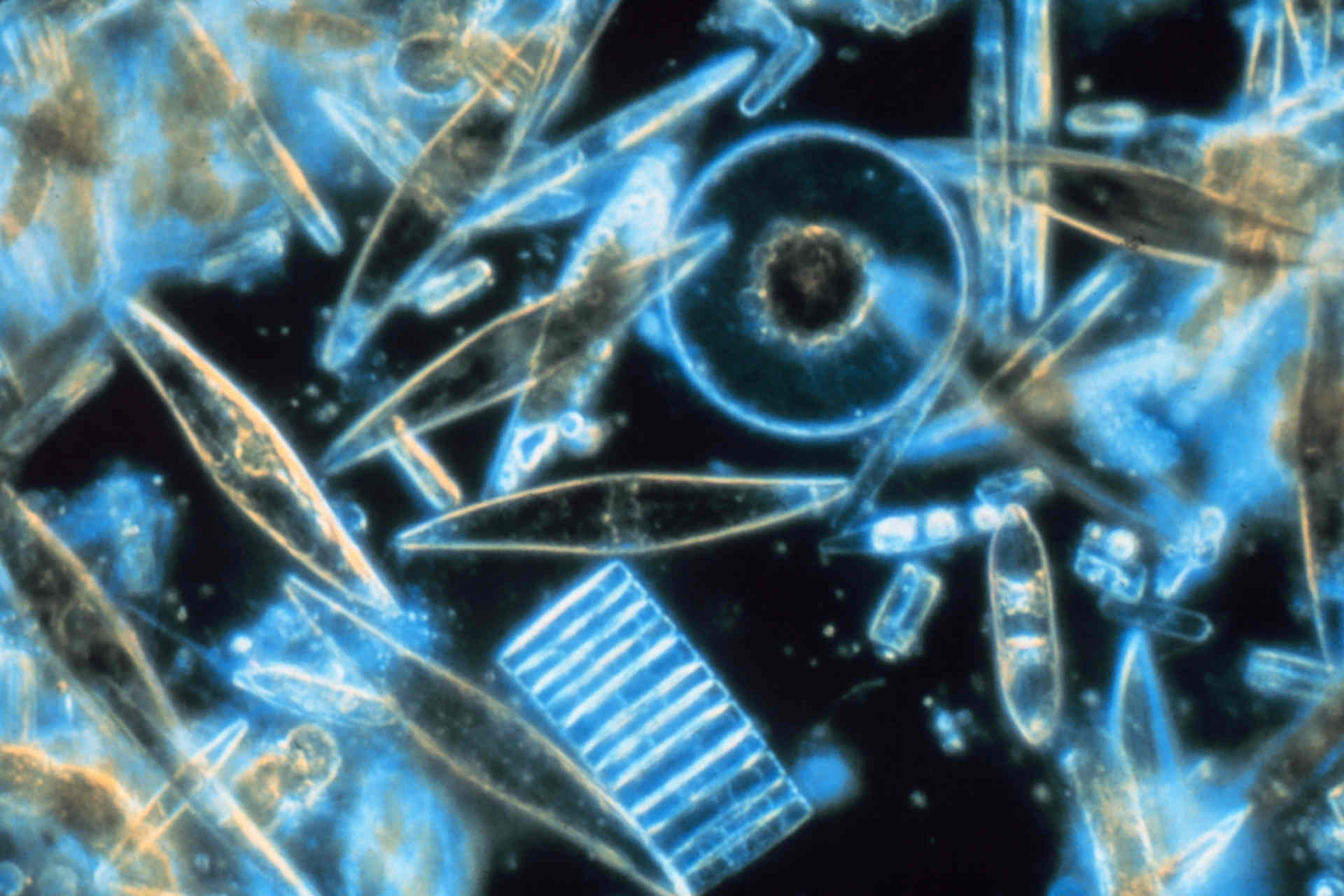 Come le microalghe si fanno trovare dai batteri