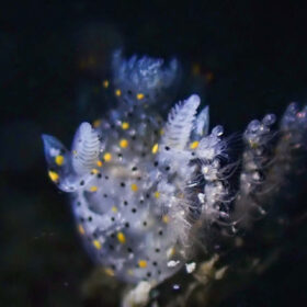 Scoperta una nuova specie a Taiwan, la Thecacera sesama