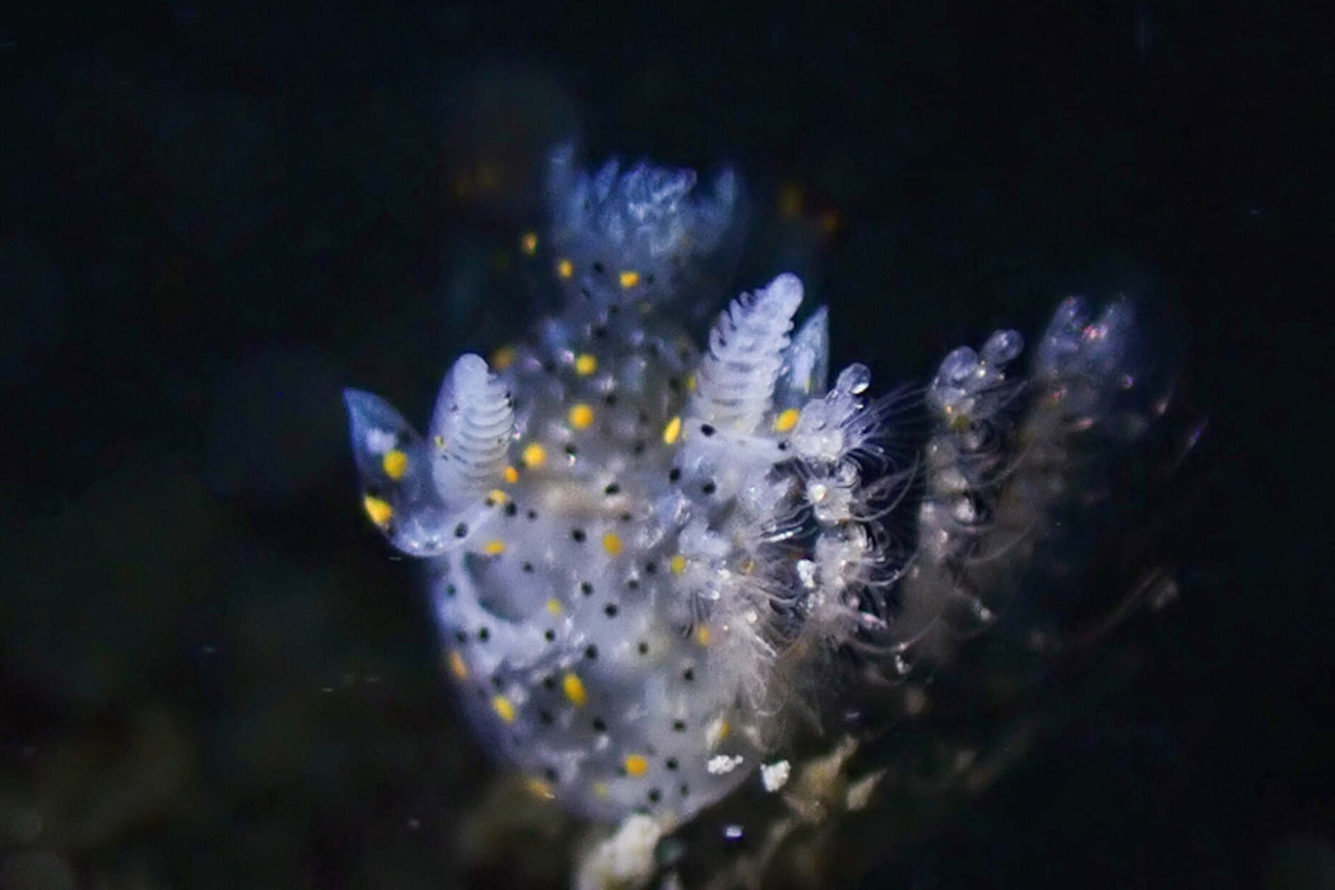 La lumachina di mare grande come un seme di sesamo