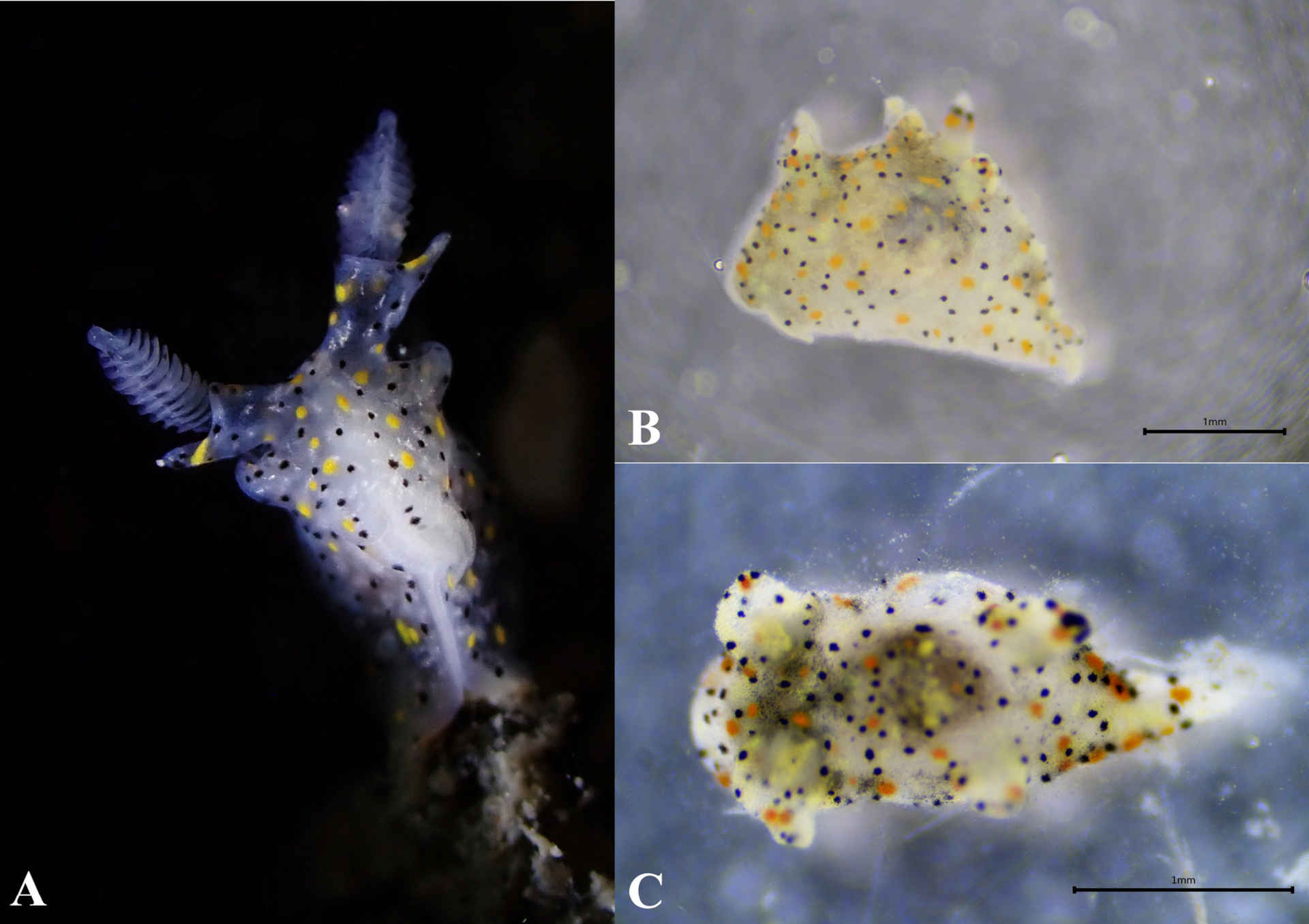 Una lumaca di mare piccola come un seme di sesamo